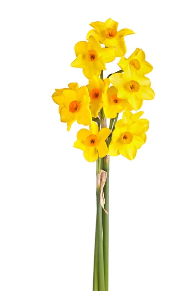 Três Hastes Com Flores Múltiplas Amarelo Laranja Tazetta Daffodil Cultivar — Fotografia de Stock