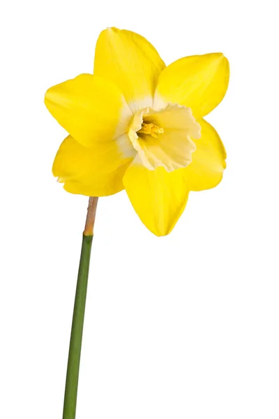 Flor Única Caule Cultivar Narciso Bicolor Reverso Lemon Brook Isolado — Fotografia de Stock