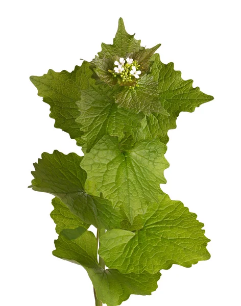 Φύλλα Πράσινου Στελέχους Και Λευκά Άνθη Της Διετούς Μουστάρδας Σκόρδο — Φωτογραφία Αρχείου