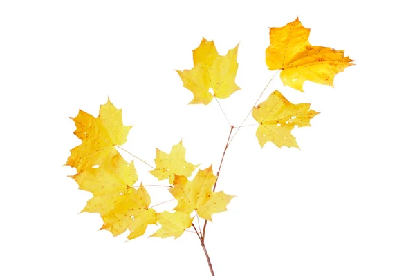 Gele Herfstbladeren Van Een Suikeresdoorn Acer Saccharum Geïsoleerd Tegen Een — Stockfoto