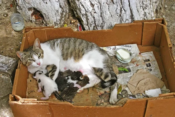据法新社12月3日报道 在摩洛哥法新市 一只名叫菲利斯 卡图斯的猫妈妈正在一座肮脏的纸板箱里给自己的四只小猫喂食 — 图库照片