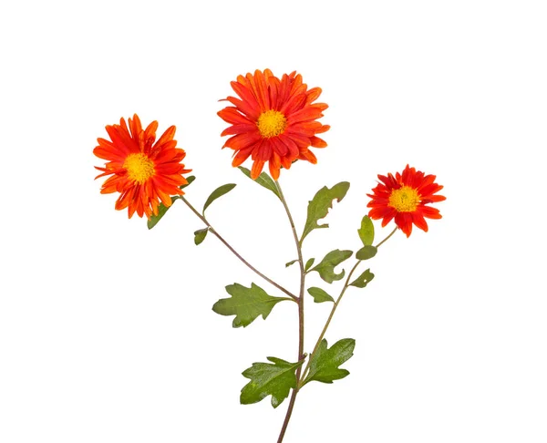 Single Stem Three Orange Flowers Hardy Chrysanthemum Chrysanthemum Rubellum Isolated — Stock Photo, Image
