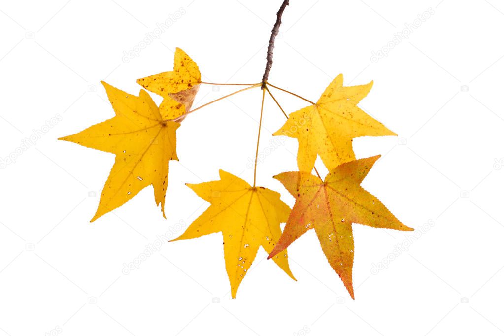Single branch with yellow fall leaves of a sweetgum (Liquidambar styraciflua) isolated against a white backbround