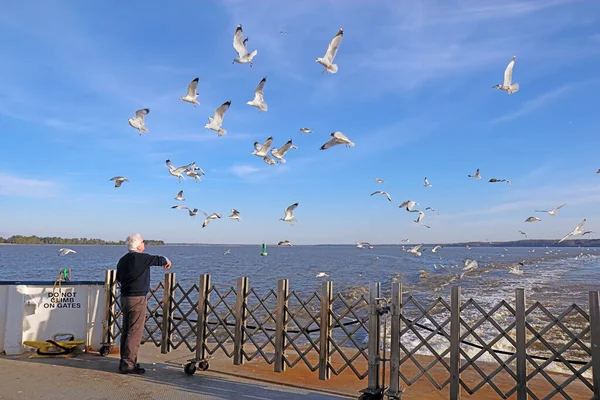 Scotland Virginia February 2017 Man Feeding Ring Billed Seagulls Aft — стокове фото