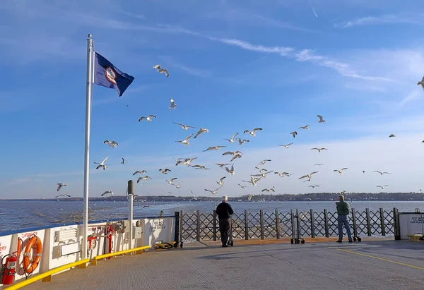 Scotland Virginia February 2017 Man Feeding Ring Billed Seagulls Aft — Stok fotoğraf