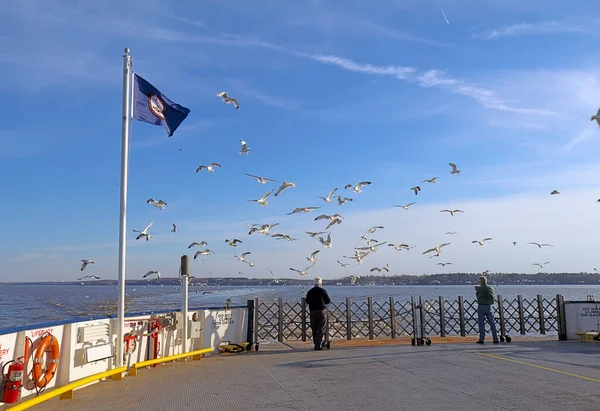 Scotland Virginia February 2017 Man Feeding Ring Billed Seagulls Aft 스톡 사진