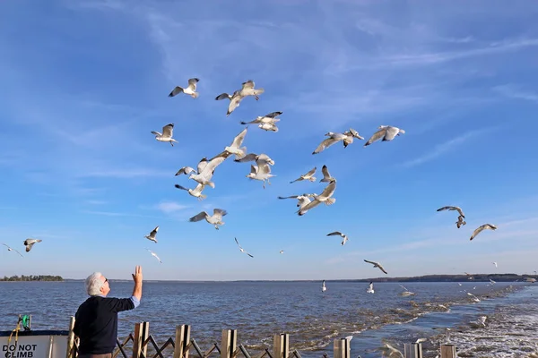 Scotland Virginia February 2017 Man Feeding Ring Billed Seagulls Aft Royaltyfria Stockbilder
