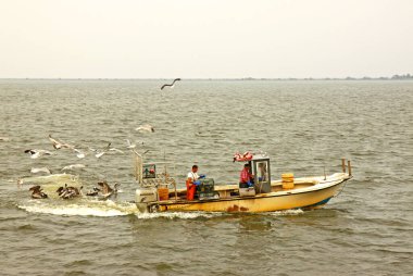 WANCHESE, NORTH CAROLINA - 29 Haziran 2011: Pamlico Sound 'da Kuzey Carolina' nın dış kıyılarındaki Wanchese balıkçı köyünde yengeç saksılarını kontrol ederken martılar ve pelikanlar tarafından kuşatılmış balıkçılar.