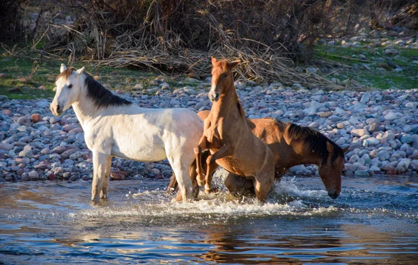 Trio of wild mares frollicing in the water of the salt river in Phoenix Arizona.