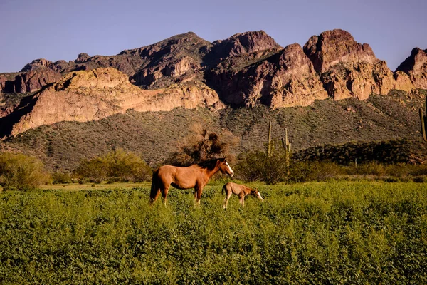 Wild mare standing in tall spring grasses with her one day old young foal with the usury mountains in the background