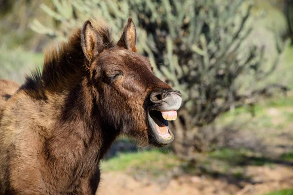 Laughing young wild burro closeup — Stock Photo, Image