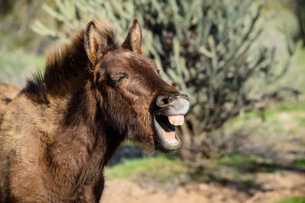 Foto de Cavalo Engraçado Branco Feliz Sorrindo Dentes A Rir e mais