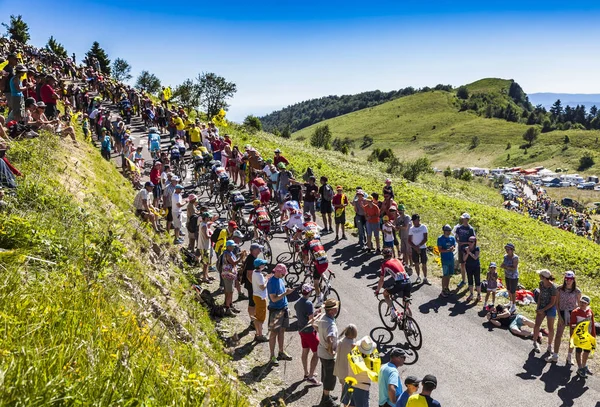 Peloton na Col du Grand Colombier - Tour de France 2016 — Zdjęcie stockowe