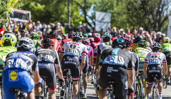 Peloton na Mont Ventoux - Tour de France 2016 — Zdjęcie stockowe