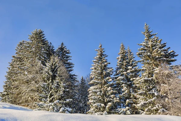 Bosque cubierto de nieve en invierno —  Fotos de Stock