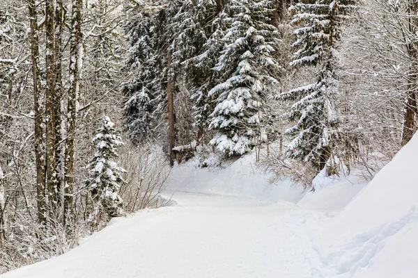 Wandelpad in een forest vallende sneeuw in de winter — Stockfoto