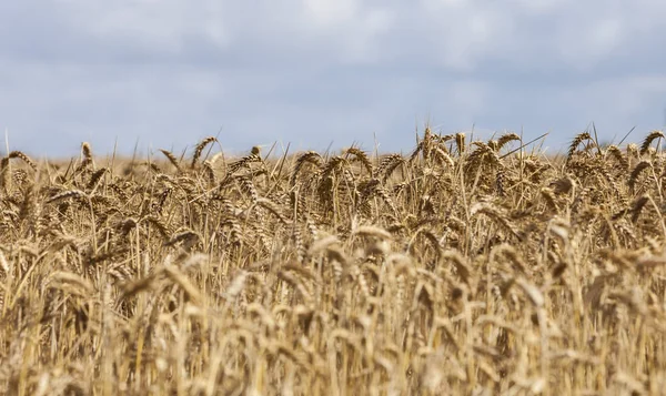 Campo de cereais de perto — Fotografia de Stock