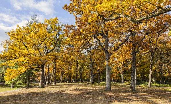 Gul hösten skogen — Stockfoto