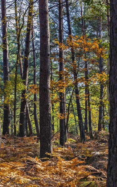 Cena de outono na floresta de Fontainebleau — Fotografia de Stock