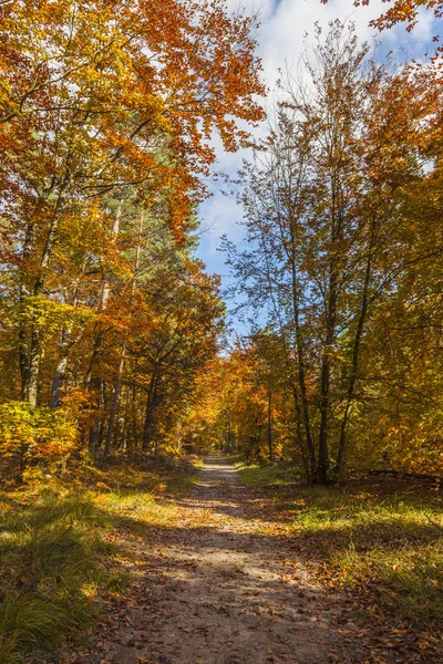 Passo a passo em uma floresta no outono — Fotografia de Stock
