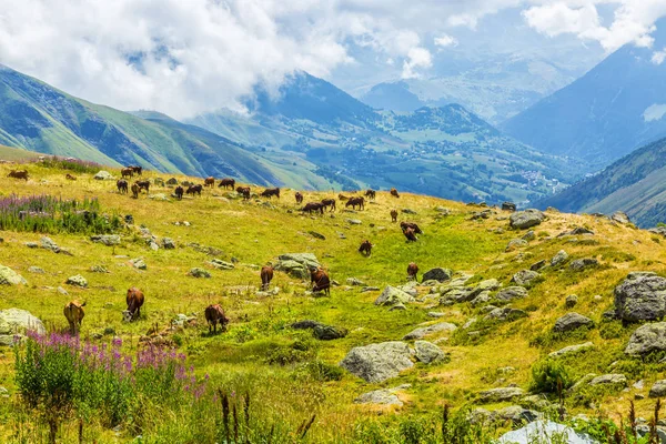 Herde Von Kühen Weidet Großer Höhe Den Alpen — Stockfoto