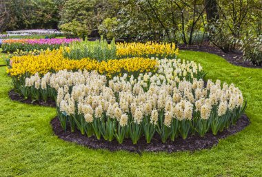 Hollanda, Europe parkında Keukenhof çiçek açan çiçekler.