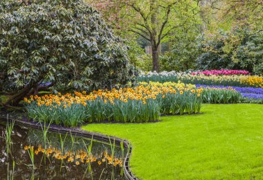 Hollanda, Europe parkında Keukenhof çiçek açan çiçekler.