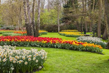 Hollanda, Europe parkında Keukenhof çiçek açan çiçekler.