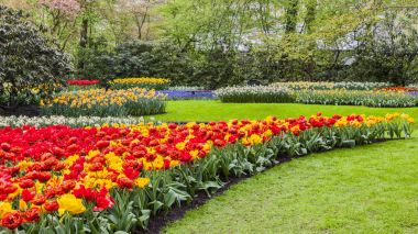 Hollanda, Europe parkında Keukenhof çiçek açan çiçekler.