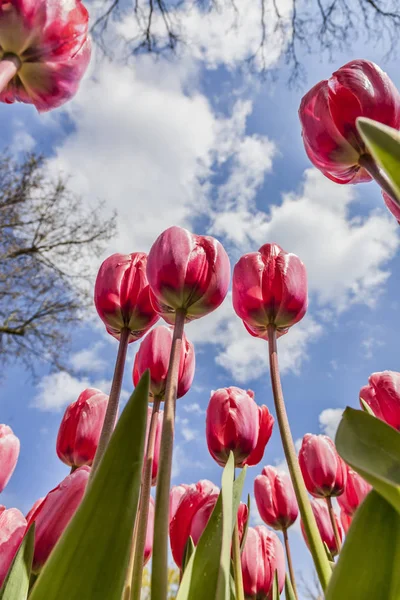 Imagen Bajo Ángulo Campo Tulipanes Primavera — Foto de Stock