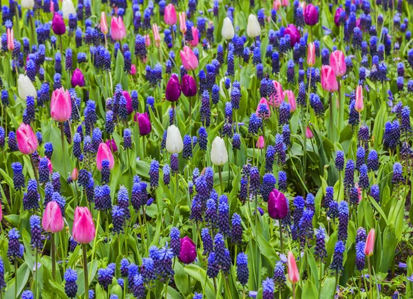 봄에서 정원에서 다채로운 필드의 있습니다 그것은 튤립과 포도의 — 스톡 사진