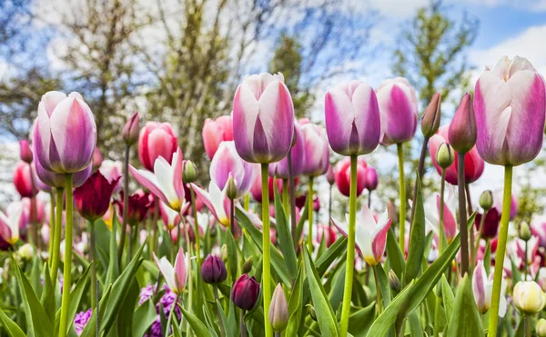 Lage Hoek Afbeelding Een Veld Van Tulpen Het Voorjaar — Stockfoto