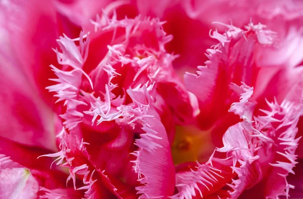 Gros Plan Une Belle Tulipe Rose Frangée — Photo