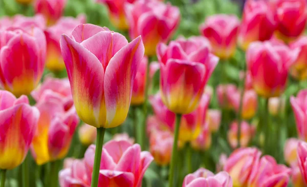 Gros Plan Une Belle Tulipe Rose Dans Champ Tulipes — Photo