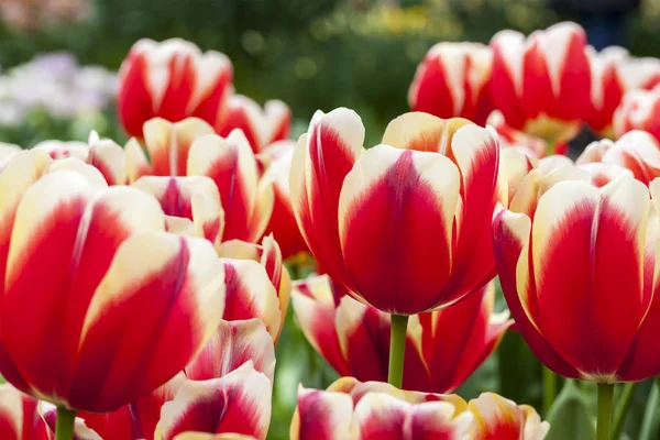 Zachte Imago Van Een Prachtig Gekleurde Gebied Van Tulpen — Stockfoto