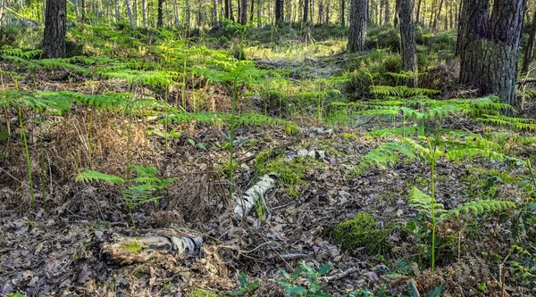 Bild Eines Frischen Waldes Frühling Mit Neuen Schönen Grünen Farnen — Stockfoto