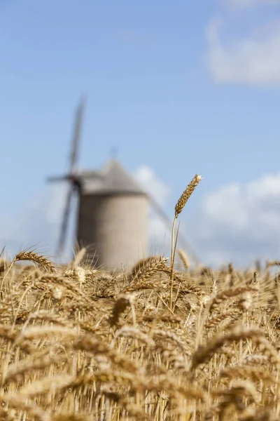 选择性聚焦在谷物领域的少数小麦耳朵反对出焦点传统法国风车在背景下 — 图库照片