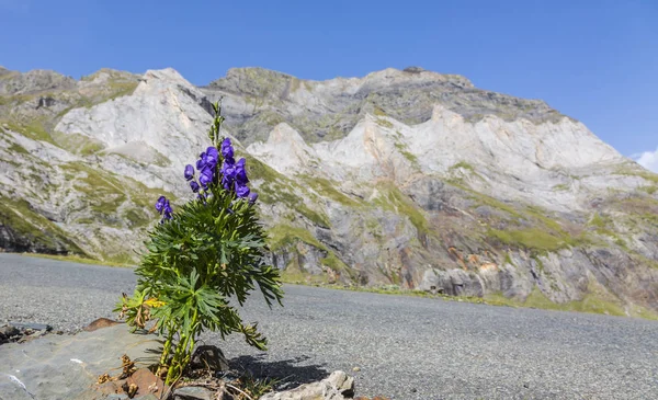 Violet Flower in the Circus of Troumouse - Pyrenees Mountains