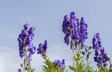 Menekşe yüksek irtifa kır çiçekleri (Aconitum napellus) Cirque de Troumouse, Pyrenees Milli Parkı, Fransa mavi gökyüzünde karşı yakın çekim görüntüsü