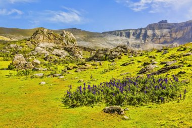 Mor çiçekler (Aconitum napellus) buzul sirk, Troumouse, en büyük Merkezi Avrupa.