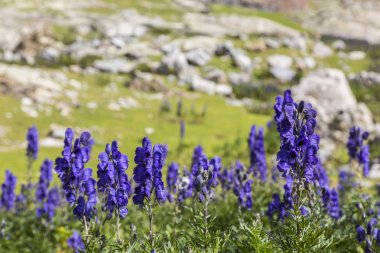Menekşe yüksek irtifa kır çiçekleri (Aconitum napellus) Cirque de Troumouse, Pyrenees Milli Parkı, Fransa kayalık bir arka plan görüntüsünü yakın çekim