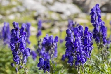 Menekşe yüksek irtifa kır çiçekleri (Aconitum napellus) Cirque de Troumouse, Pyrenees Milli Parkı, Fransa kayalık bir arka plan görüntüsünü yakın çekim