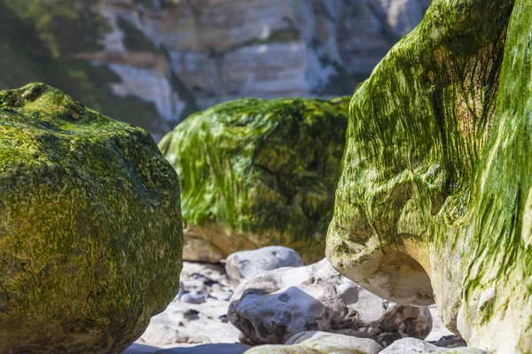 Абстрактная Деталь Скал Покрытых Морскими Водорослями Время Отлива Отдаленном Пляже — стоковое фото