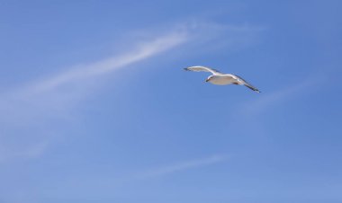 Bir bulutlu gökyüzü - boşaltmak mesajınız için bol karşı uçan martı.