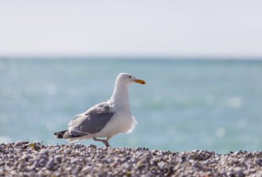 Etretat Kuzey Fransa, Normandiya'da bir özel çakıl plajı üzerinde tüylü martı.