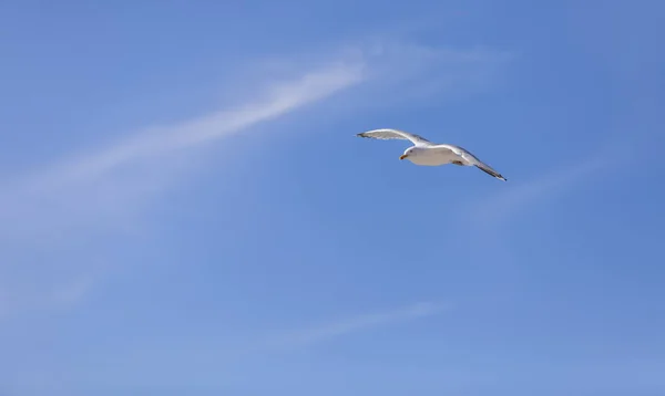 Gaivota Voando Contra Céu Nublado Abundância Copyspace Para Sua Mensagem — Fotografia de Stock