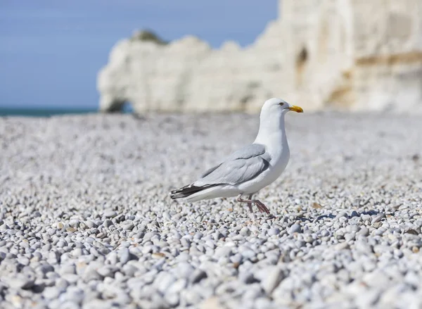 在法国北部鲁昂诺曼底的特定卵石海滩 法莱兹 Amont 的海鸥 — 图库照片