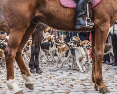 Tamer tarafından çerçeveli hareketli köpekler avcılık at bacaklar ve vücut, kırsal Fransa gösterisi sırasında '.