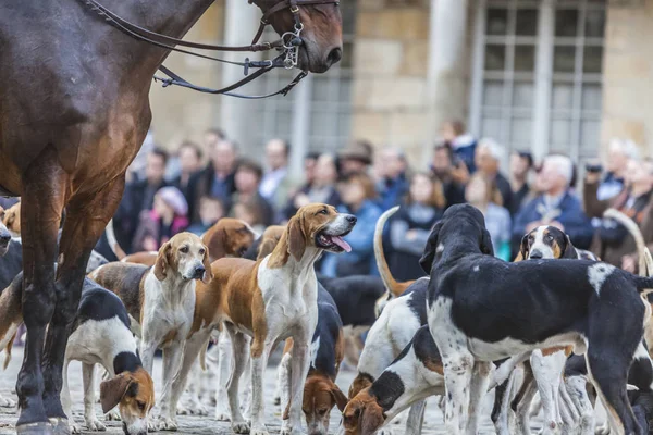 Environmental Portrait Hound Traditional French Hounds Show — Stock Photo, Image