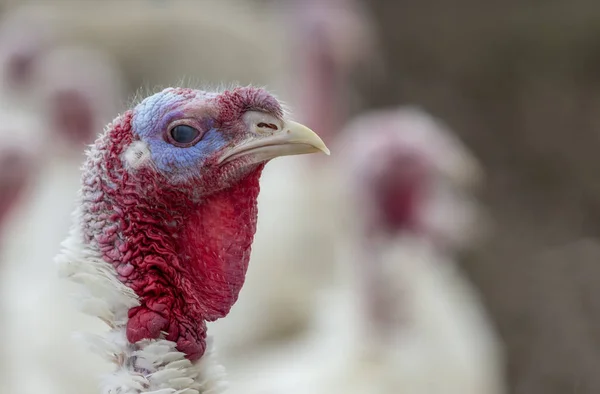 Portrait Turkey Poult Courtyard — Stock Photo, Image